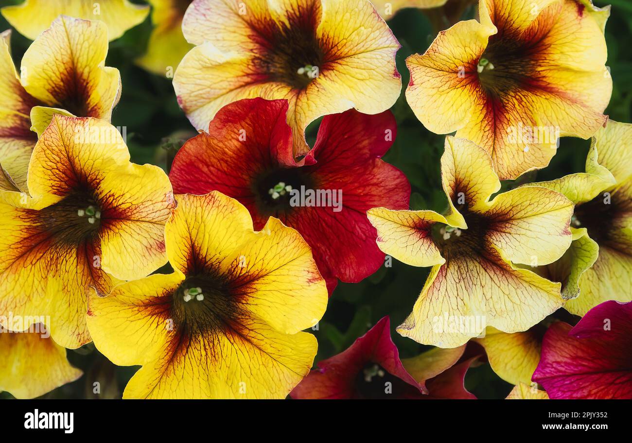 Primo piano di vivaci fiori di petunia gialli e rossi in fiore Foto Stock