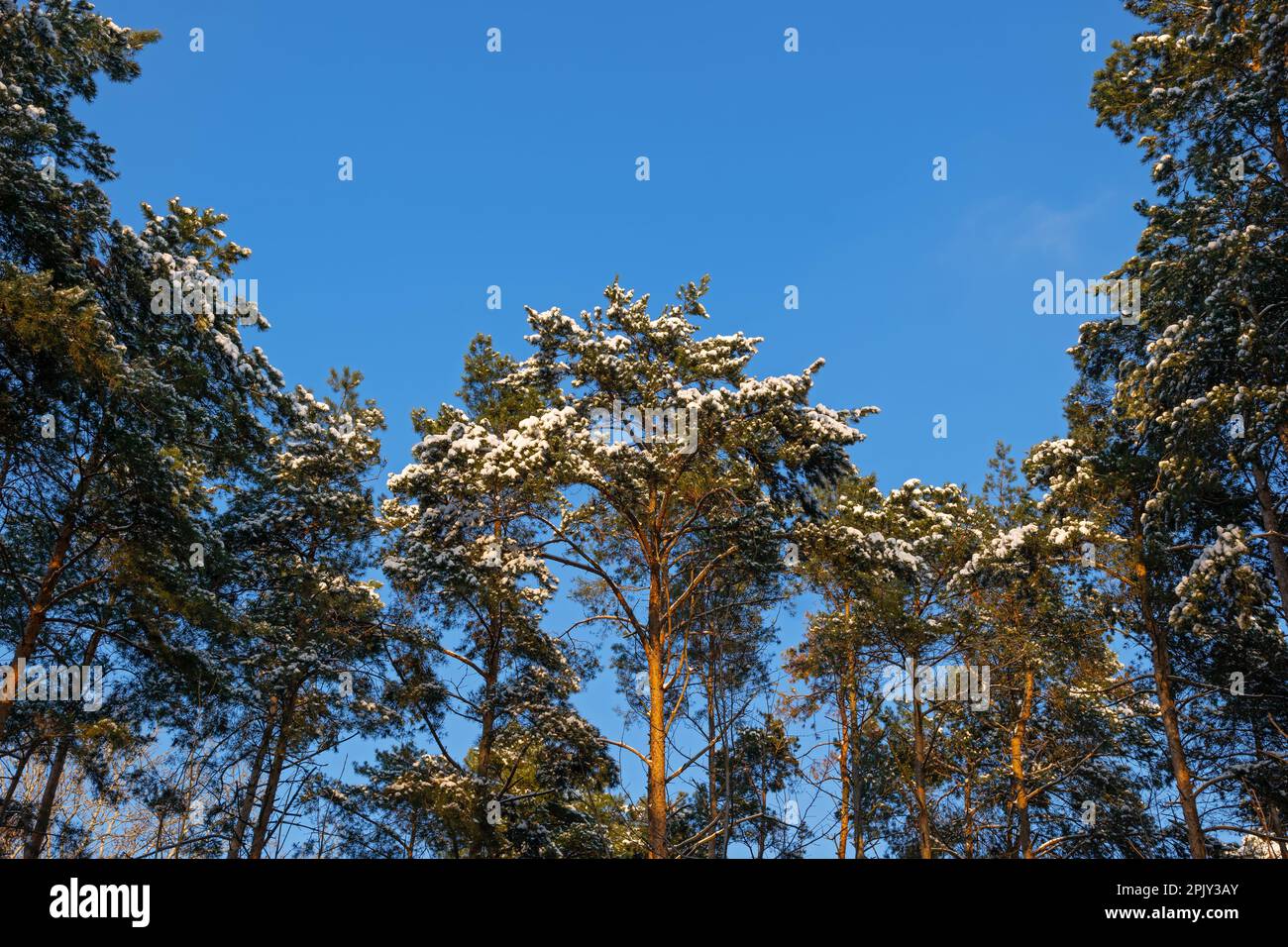 Inverno pinete foresta con neve in canopie nelle giornate di sole. Foto Stock