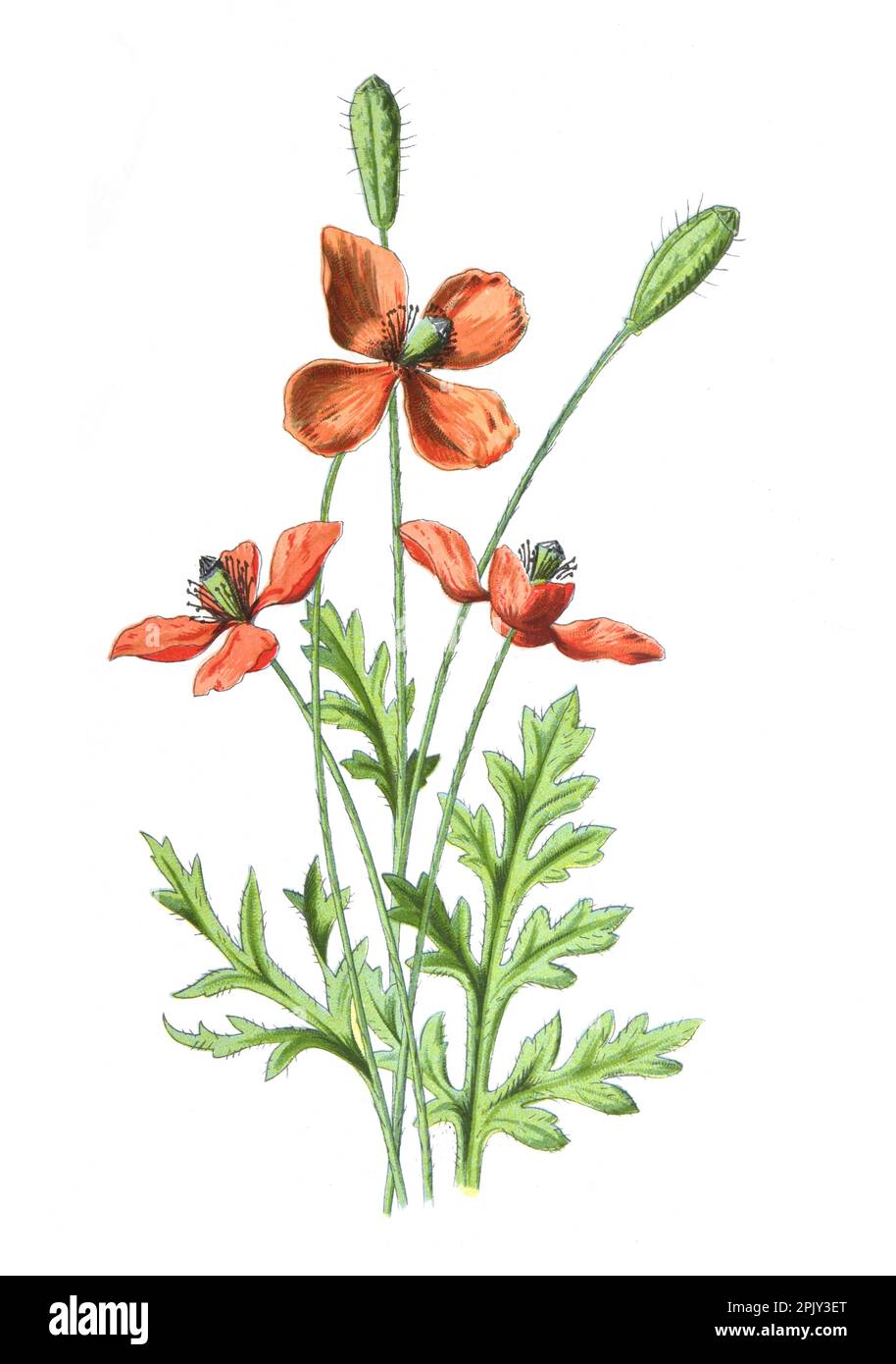 Papavero con testa prickly o papaver dubium pianta e fiore. Fiori di campo disegnati a mano antichi Illustration.Vintage e fiori antichi. fiore selvatico. Foto Stock
