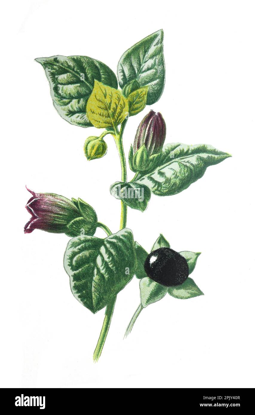 Atropa Belladonna fiore. O comunemente noto come belladonna o letale famiglia di piante velenose nightshade delle Solanaceae. Fiore di campo disegnato a mano Vintag. Foto Stock