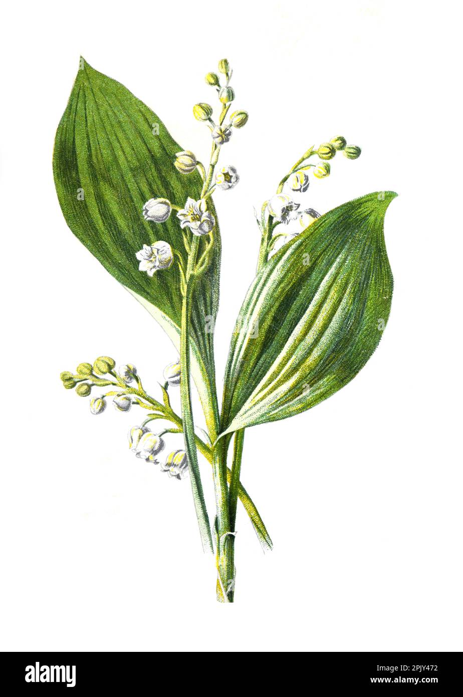 Giglio della valle o fiore di Convallaria majalis. O le lacrime della Madonna o le lacrime di Maria o il fiore di glovewort. Illustrazione di fiori selvatici d'epoca. Foto Stock