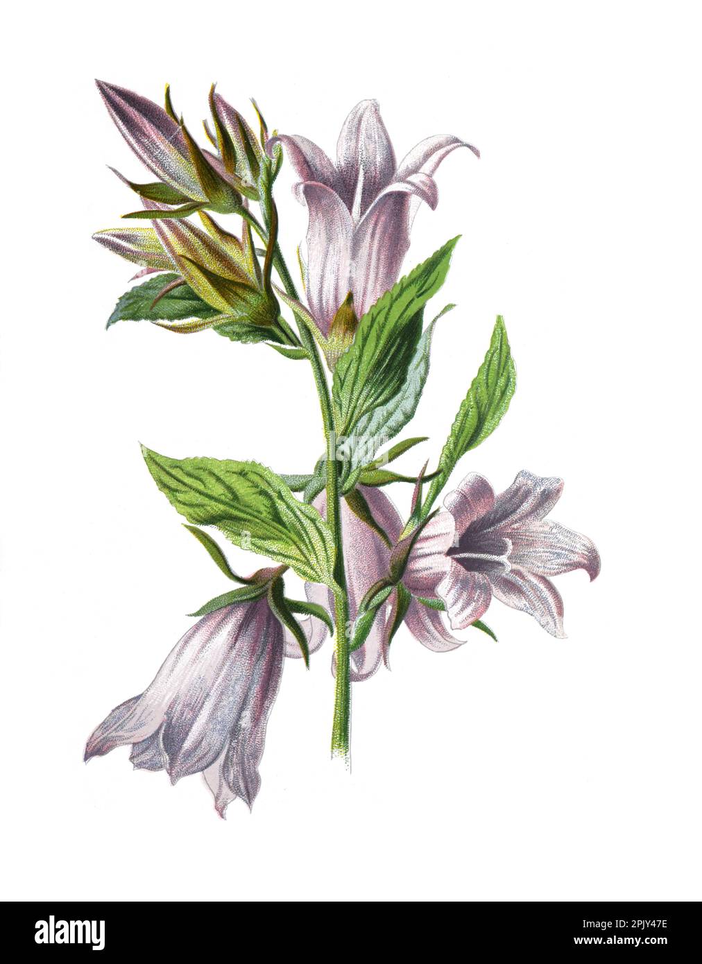 Fiore di campana con foglie di ortica o fiore di Campanula trachelium. Illustrazione di antichi fiori di campo disegnati a mano. Fiori di campo selvatici d'epoca e antichi. Foto Stock