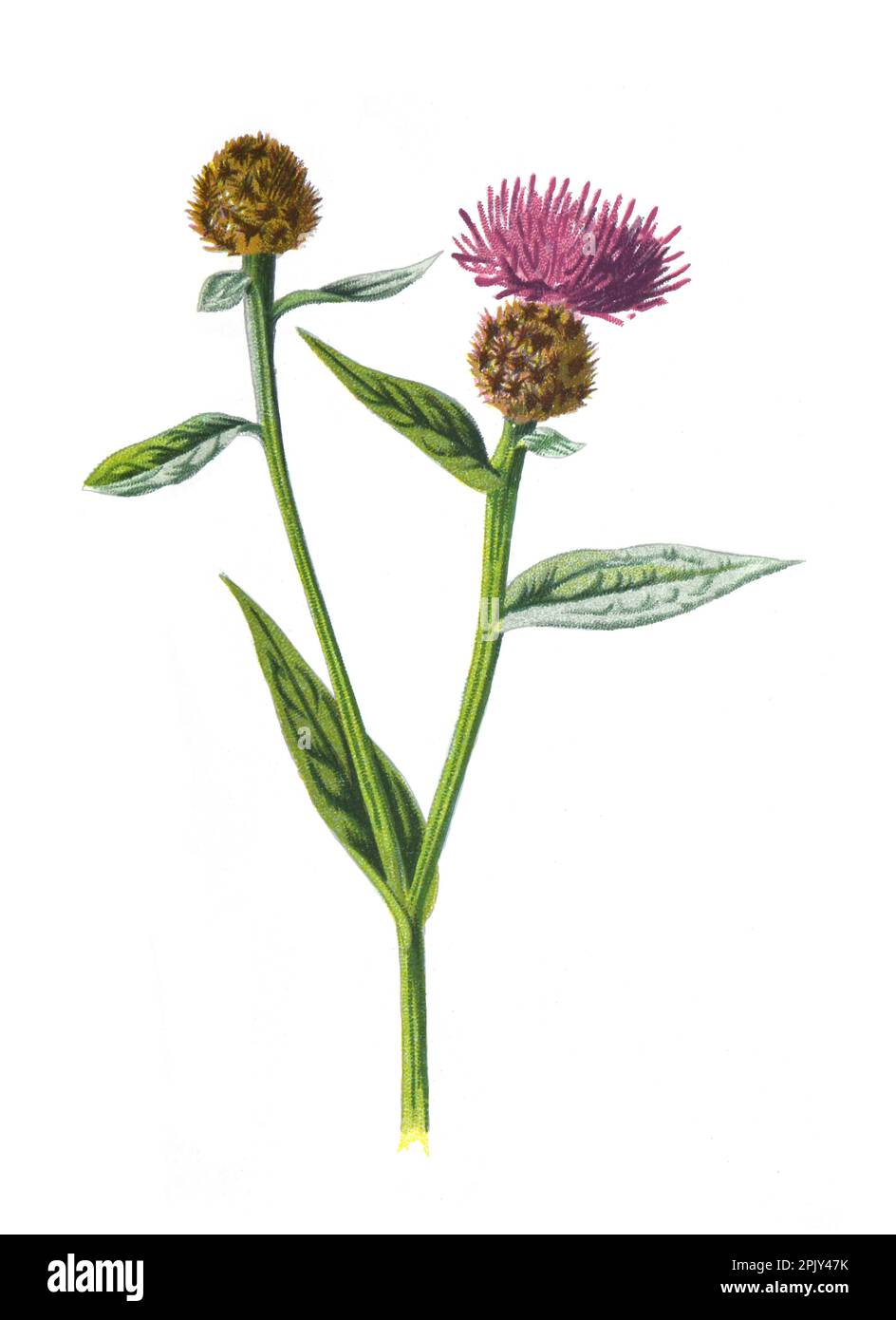 Piccolo filetto, fiore di Centaurie (Centaurea). Illustrazione di antichi fiori di campo disegnati a mano. Fiori di campo selvatici d'epoca e antichi. poster botanico. Foto Stock