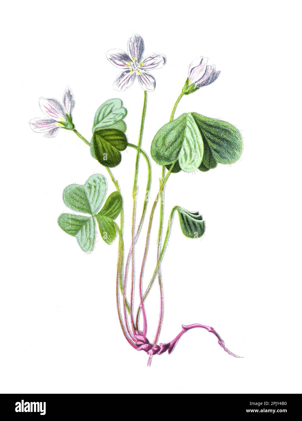 Sorrel di legno o Oxalis o sorrel gialli, o sorrel rosa o sciamrock, e alcuni chiamati fiori di melanzane. illustrazione di fiori di campo selvatico. Foto Stock