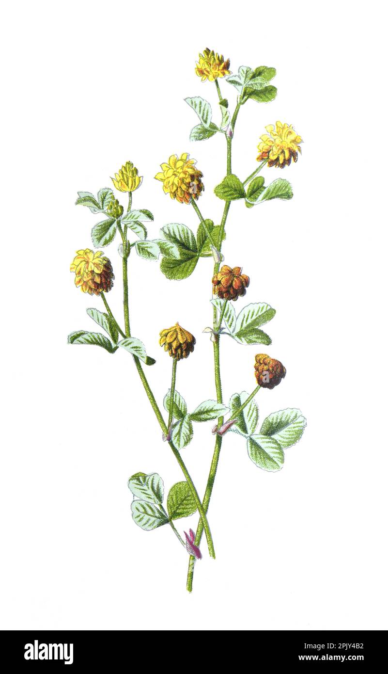 Trifolium campestre, comunemente noto come Hop trefoil o trifoglio di campo o fiore di trifoglio di luppolo basso. Illustrazione di fiori selvatici disegnati a mano d'epoca. Foto Stock