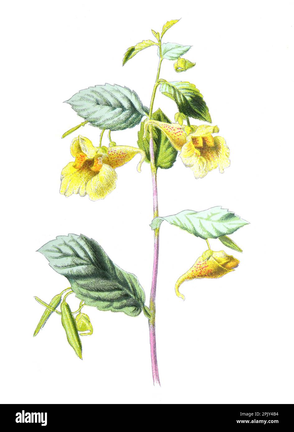 Non mi tocchi pianta o fiore delle Balsaminaceae della famiglia Impatiens noli-tangere (tatto-me-non balsamo). Illustrazione di fiori selvatici disegnati a mano d'epoca. Foto Stock