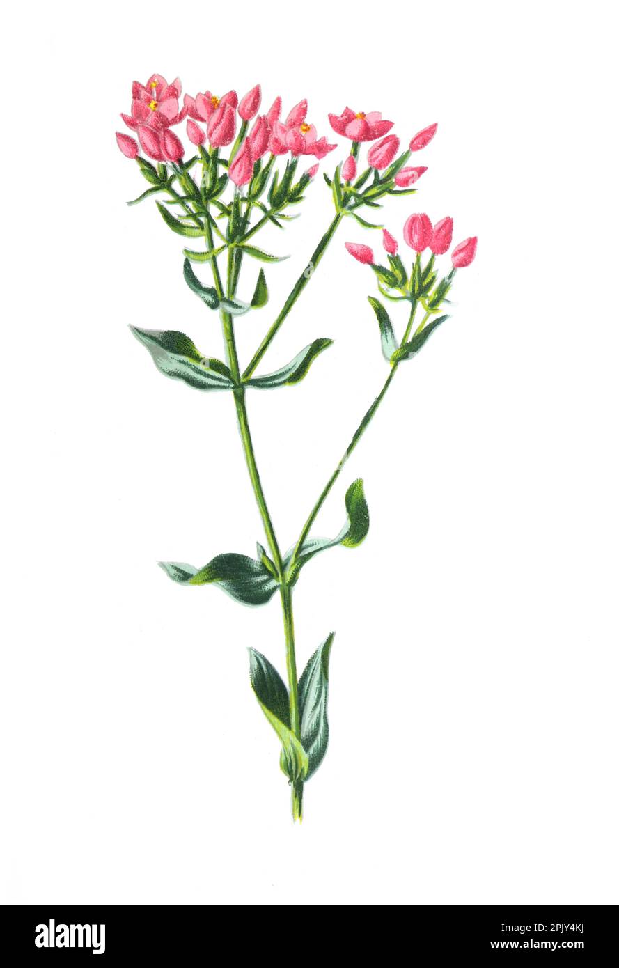 Pianta medicinale centaurica comune (Centaurium erythraea). Illustrazione di antichi fiori di campo disegnati a mano. Illustrazione di fiori d'epoca. Foto Stock