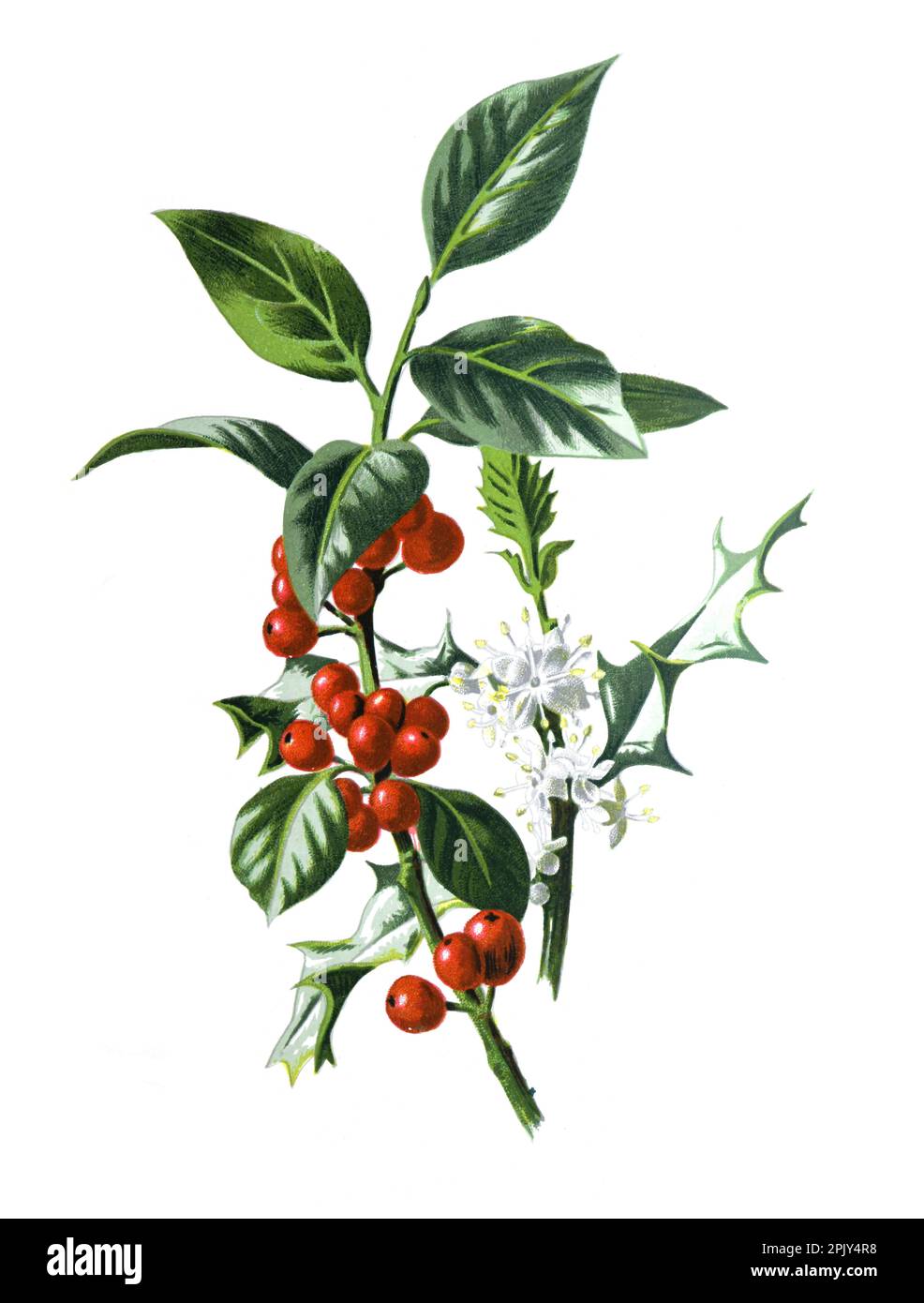 Ilex Aquifolium o holly Plant. holly berry christmas plant. Illustrazione di piante antiche disegnate a mano. Illustrazione ilex vintage disegnata a mano. Foto Stock