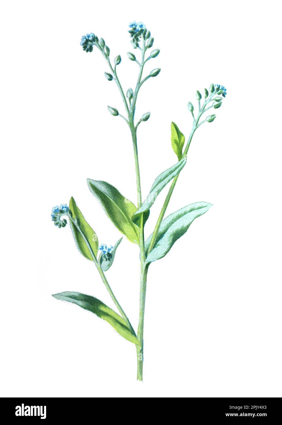 Dimenticati di me, o dell'erba dello scorpione, o di Myosotis. Illustrazione di antichi fiori di campo disegnati a mano. Illustrazione di fiori selvatici disegnati a mano d'epoca. Foto Stock