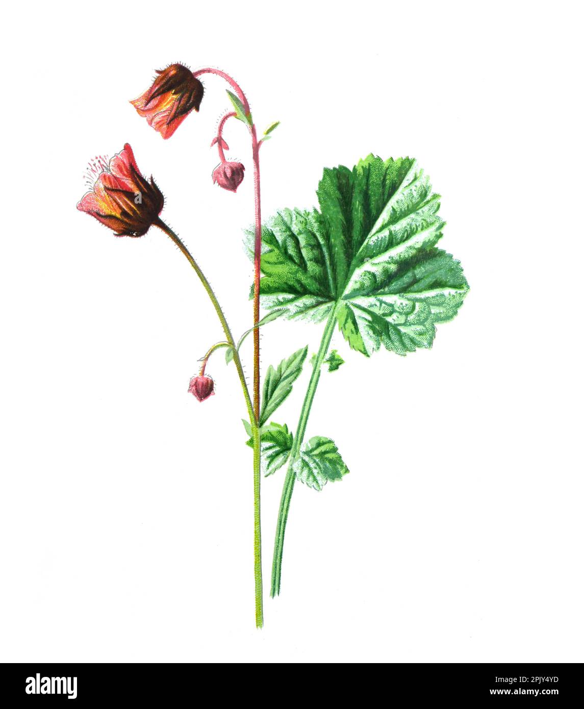 Avens d'acqua o Geum rivale, avens d'acqua o avens viola. Illustrazione di antichi fiori di campo disegnati a mano. Illustrazione di fiori selvatici disegnati a mano d'epoca. Foto Stock