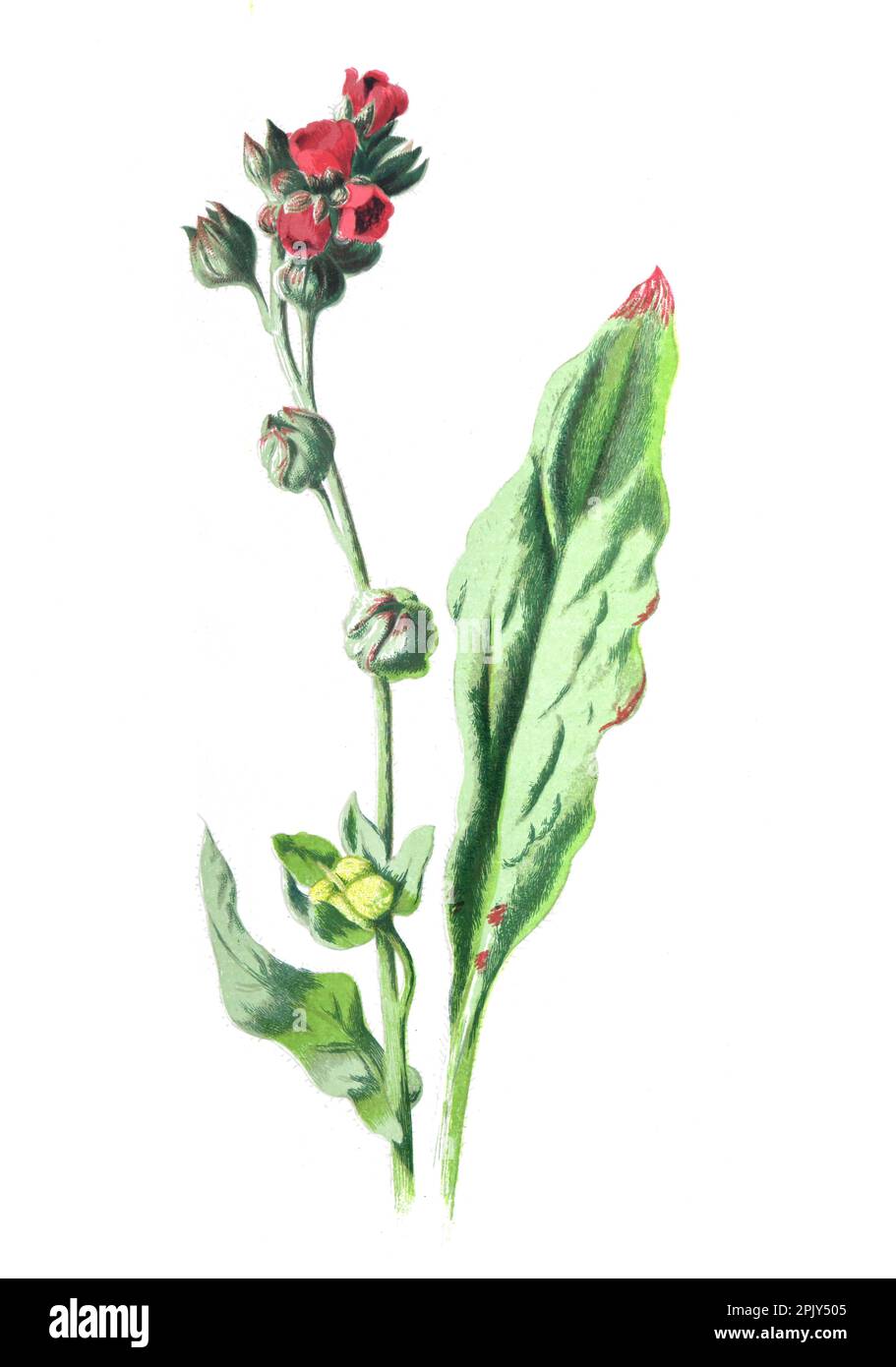 Cynoglossum officinale, houndstongue, pied stooth, lingua del cane, fiore di zingara, e topi e topi. Illustrazione di fiori selvatici disegnati a mano d'epoca. Foto Stock