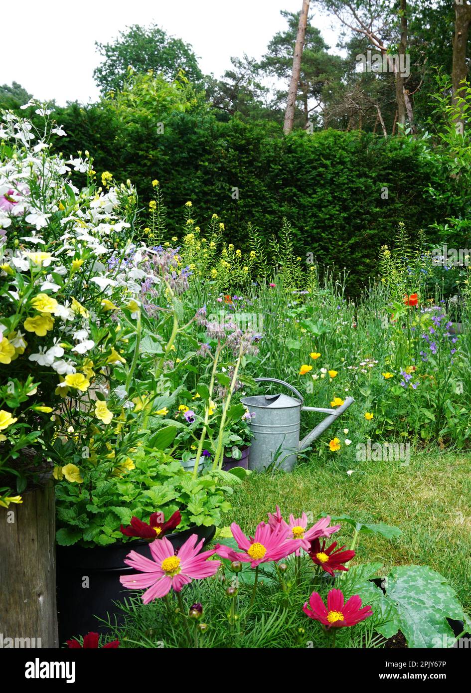 Splendidi fiori selvatici su un prato verde. a metà estate. con annaffiatoio di ferro. per farfalle e api interessanti. accogliente stile cottage fiore campo. Foto Stock