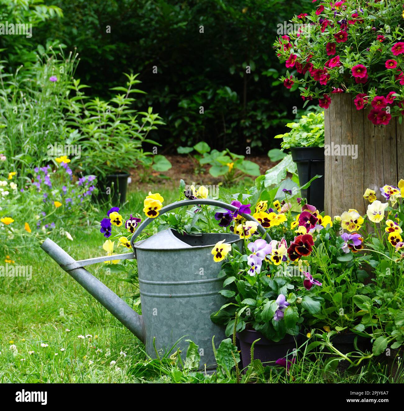 Erba selvatica e fiori di campo con ferro annaffiatura può. Inglese stile cottage giardinaggio immagine. Concetto di giardinaggio di un Garden. Rurale buono per insetti. Foto Stock