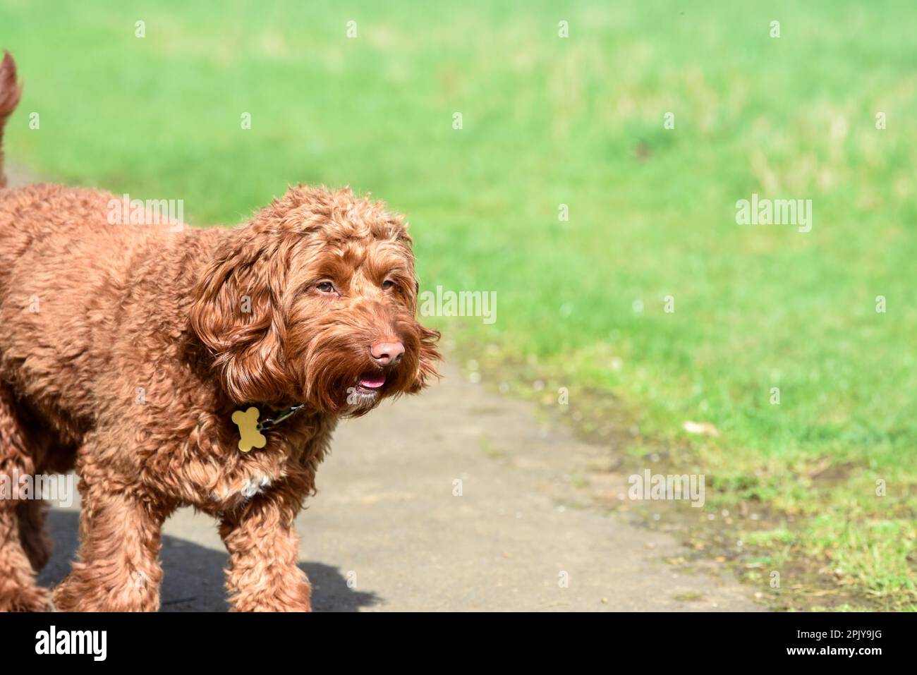 Carino cane a piedi su un sentiero di campagna con espressione felice Foto Stock