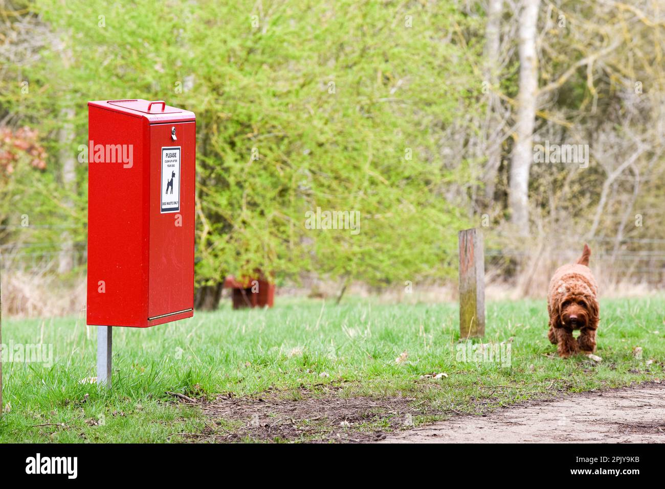 Cestino di rifiuti del cane in un parco per la gente per pulire dopo i loro animali domestici Foto Stock