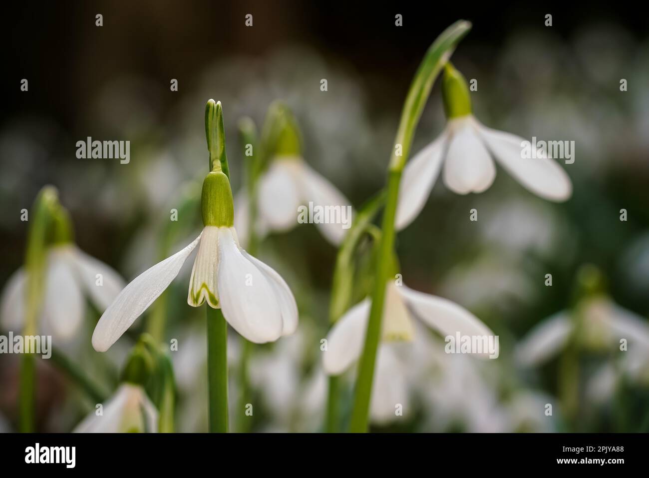 White Common snowdrop - Galanthus nivalis - fiori che crescono nella foresta, primo piano macro dettaglio Foto Stock