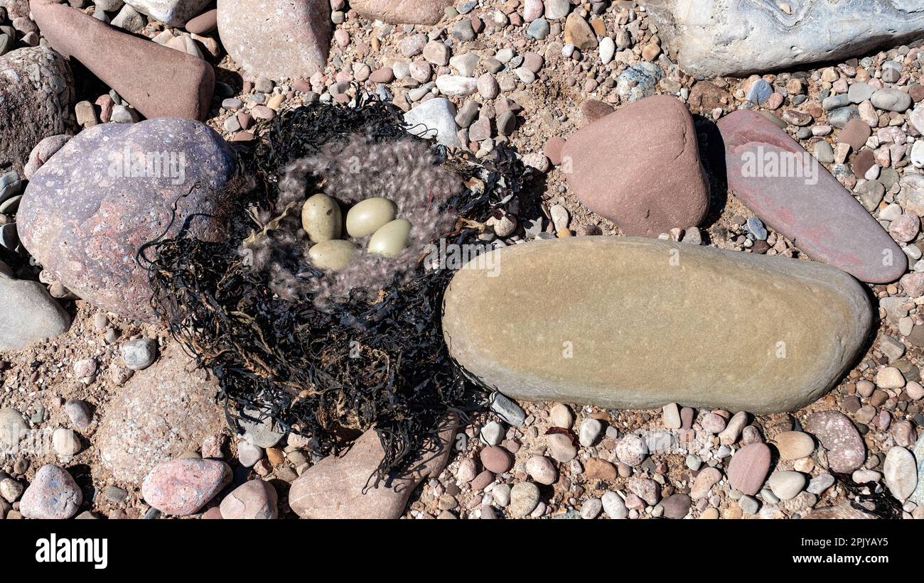 Nido d'anatra Eider con uova in alghe su una spiaggia di ghiaia Foto Stock
