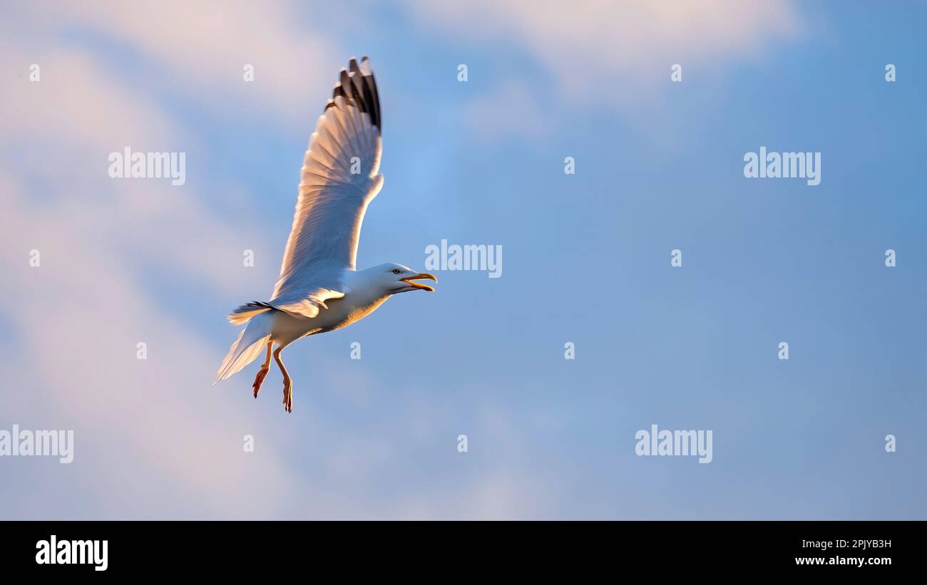 Gabbiano di aringa che ruota intorno in un cielo blu con luce solare di sera molle che risplendono dorato nelle sue piume Foto Stock