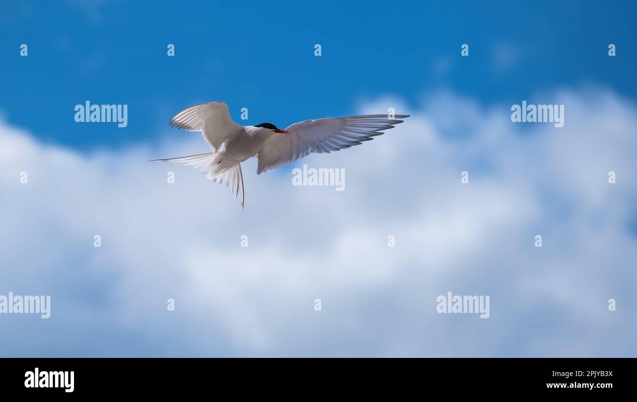 Terna artica che vola in un cielo blu con le nuvole che mostrano le ali e il piumaggio Foto Stock