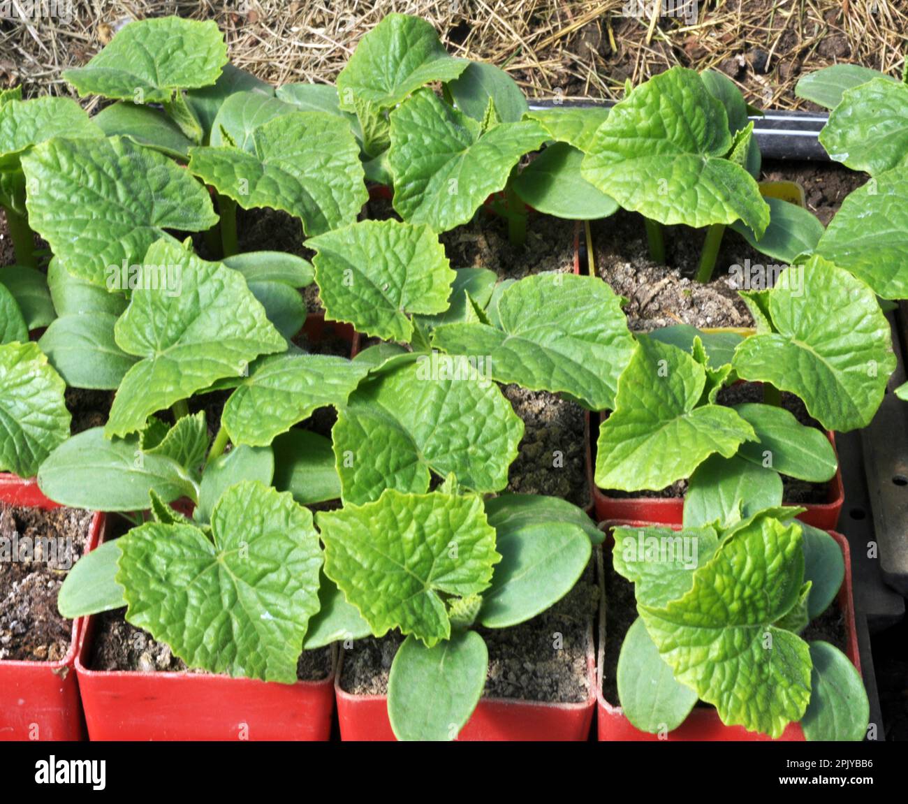 Giovani pianta crescente di cetrioli in pentole di plastica con suolo organico Foto Stock