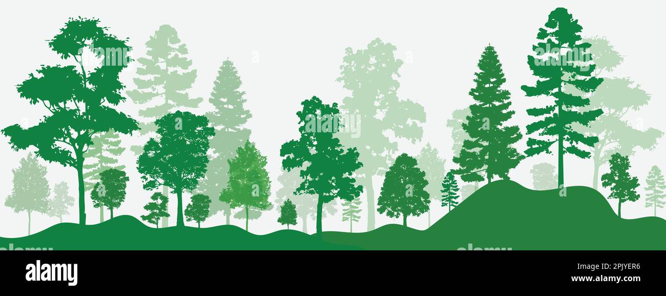 illustrazione con alti pini in alberi lontani foresta isolata su sfondo bianco Illustrazione Vettoriale