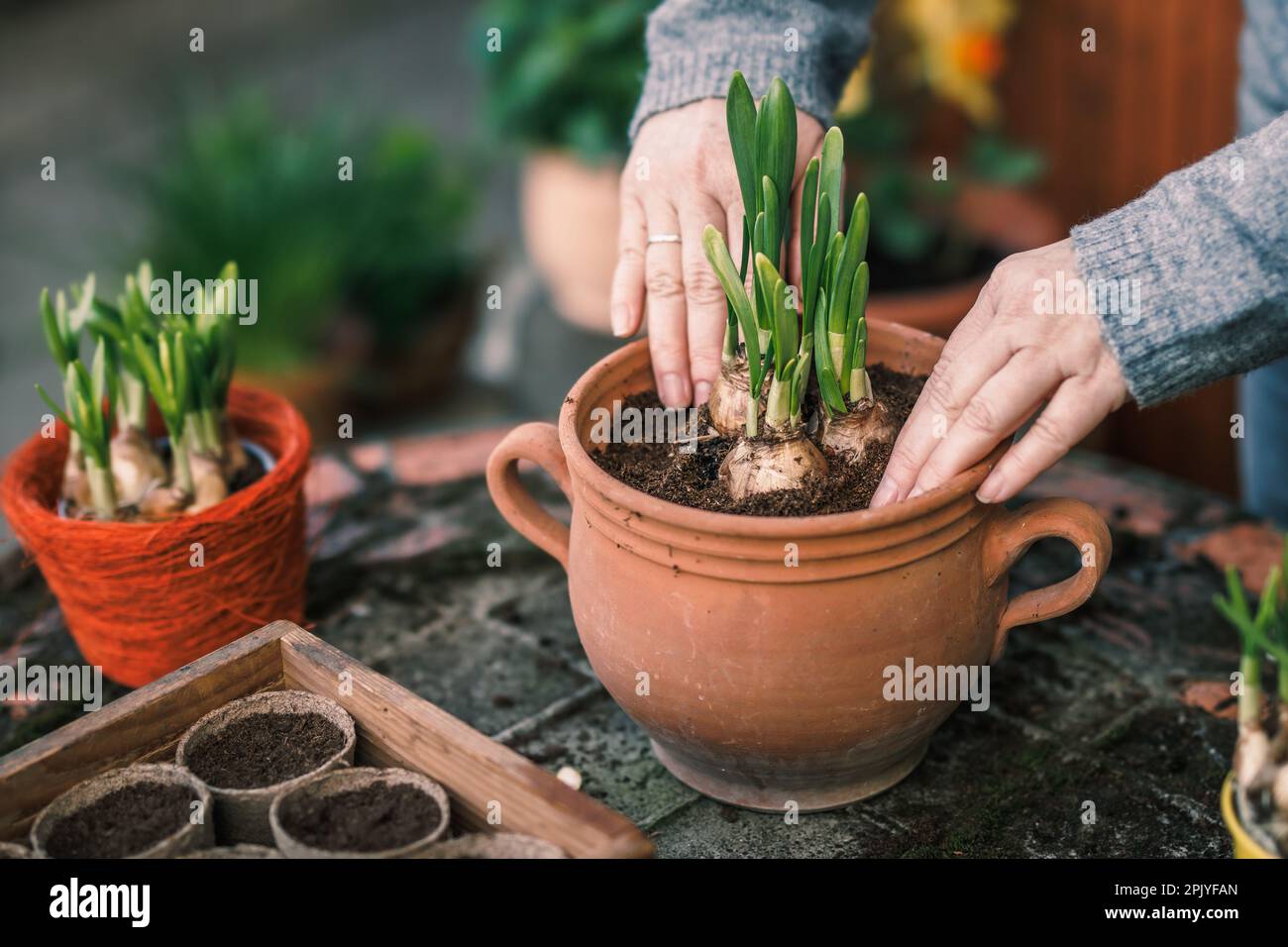 Donna che pianta daffodil bulbo pianta in vaso di fiore. Giardinaggio primaverile Foto Stock