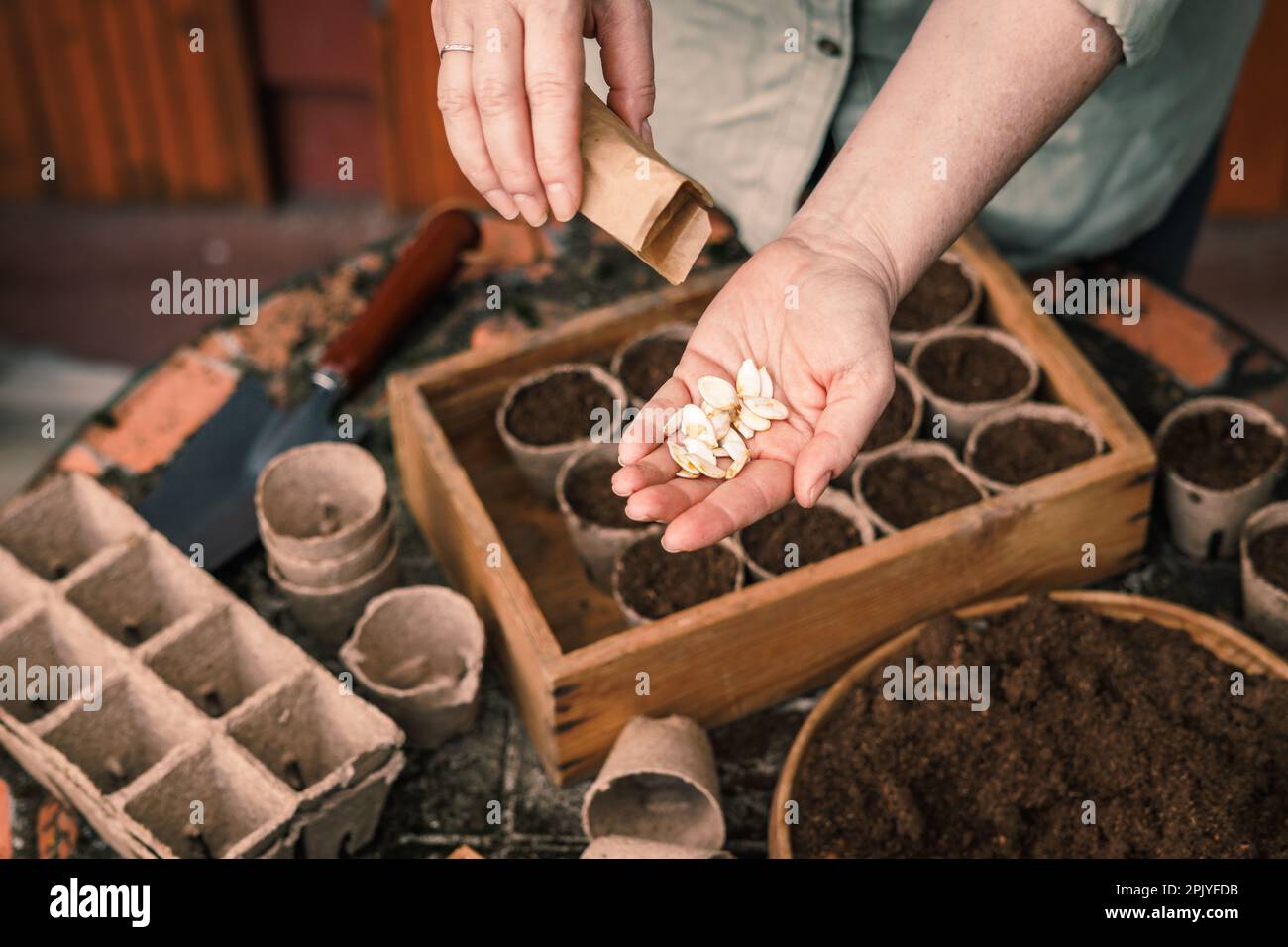 Donna che piantano semi di zucca per la germinazione in pentole biodegradabili di torba. Giardinaggio primaverile e semina Foto Stock