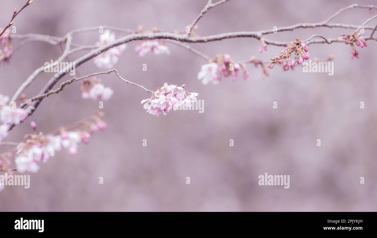 Splendida fioritura di ciliegi con più fiori sullo sfondo, Inghilterra, Regno Unito Foto Stock