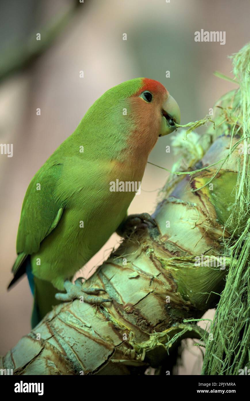 L'uccello pappagallo di lovebird di fronte a roseo è seduto su un ramo e la costruzione di un nido. Foto Stock