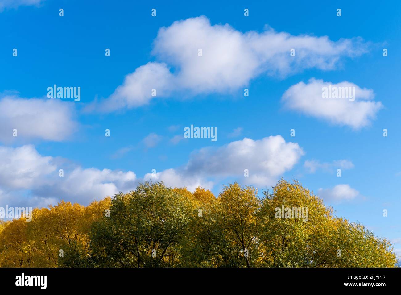 La corona di un albero contro un cielo blu brillante con nuvole soffici. Foglie di albero giallo-verde e cielo blu. Inizio autunno. Naturale autunno estate backgroun Foto Stock