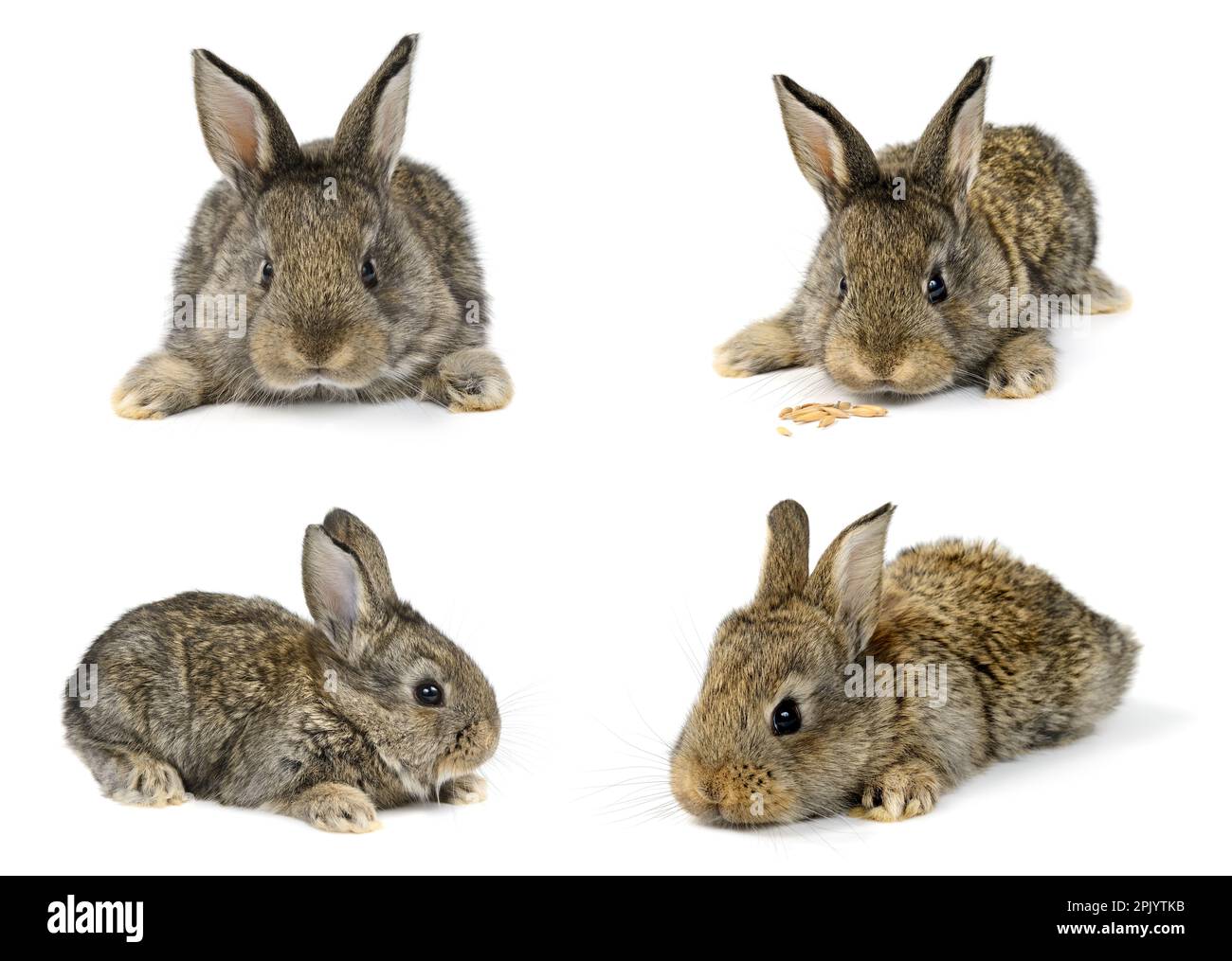 Raccolta di conigli piccoli da diverse angolazioni isolato su sfondo bianco. Foto Stock