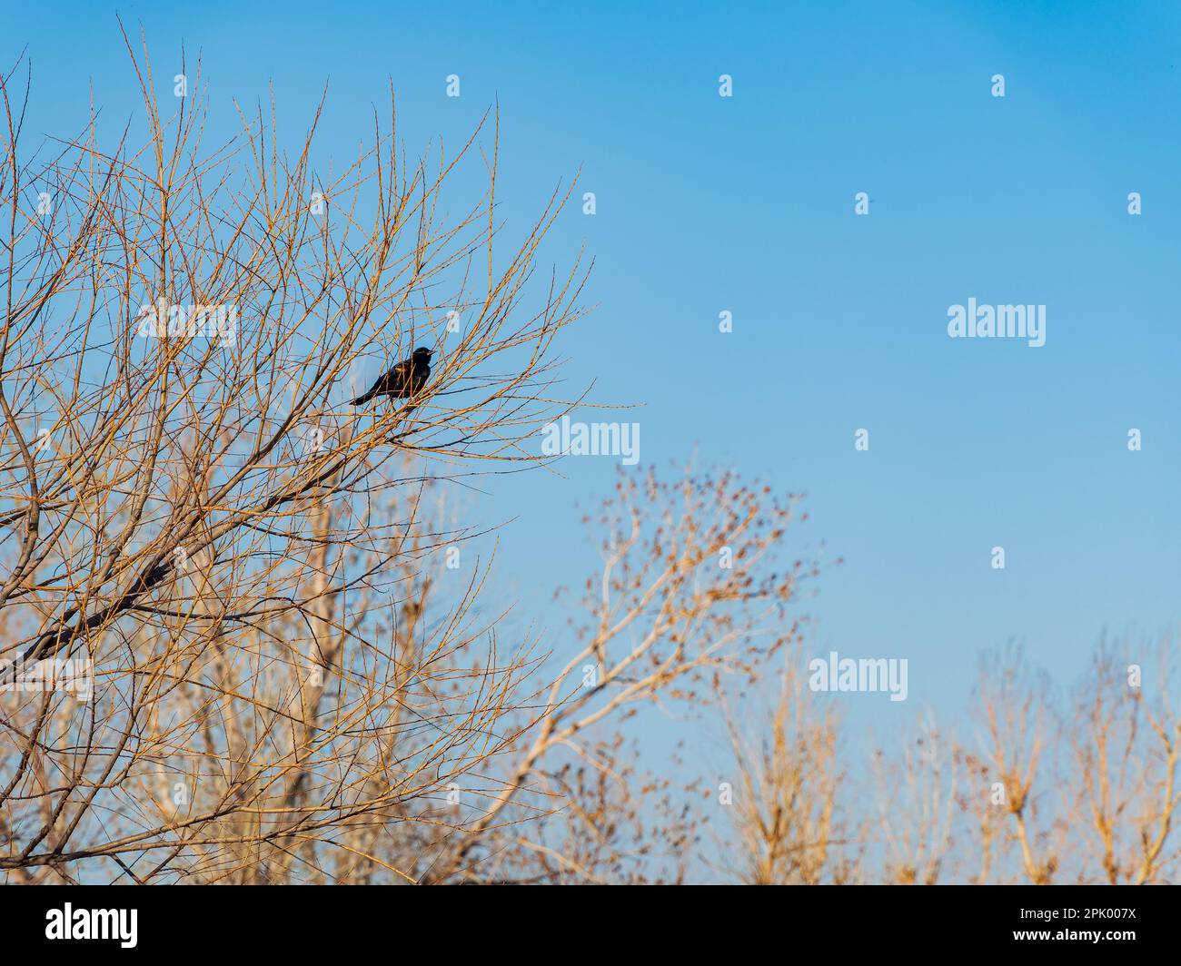 Immagine ravvicinata di un Blackbird dalle alette rosse sul ramo dell'albero dell'Oklahoma Foto Stock