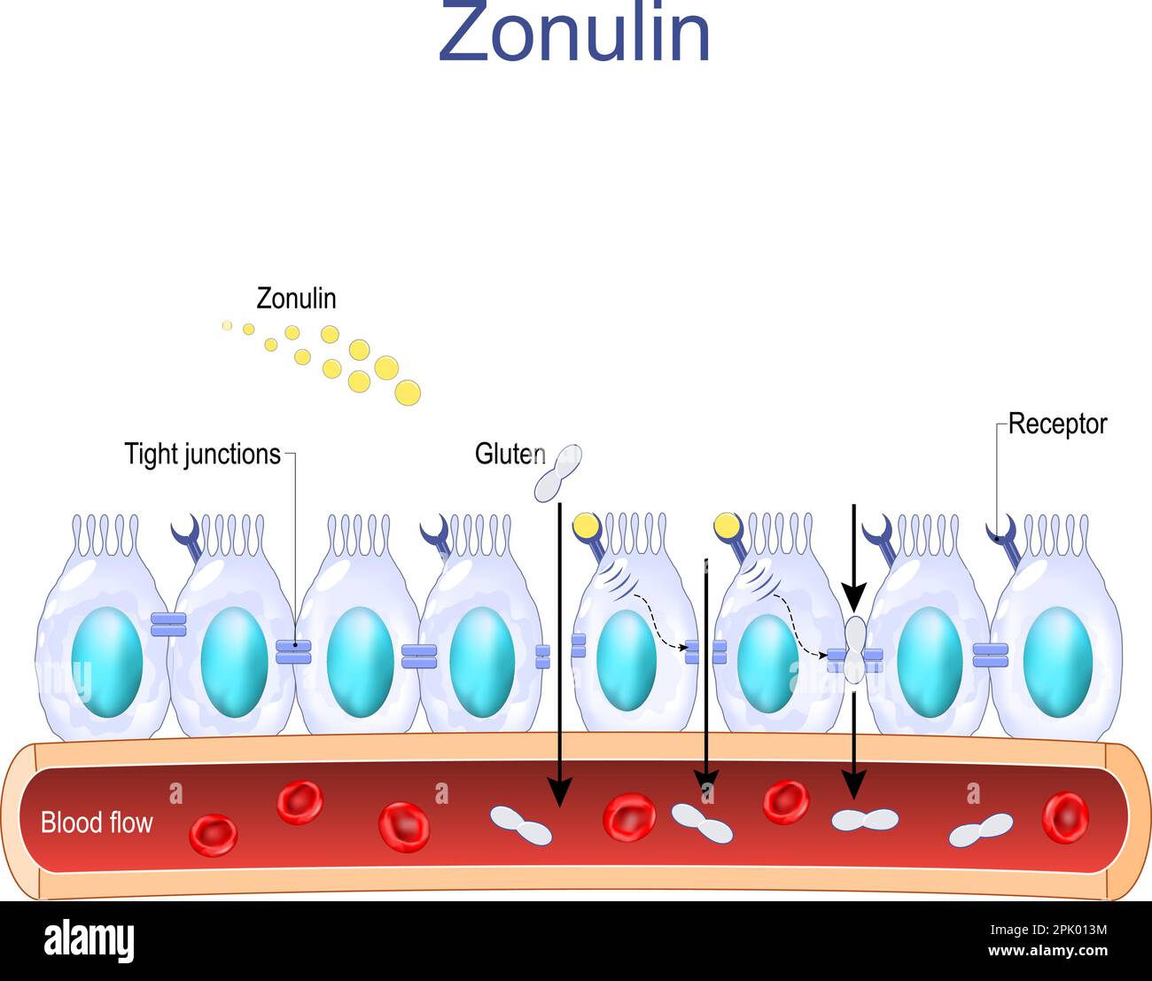 La zonulina è una proteina che aumenta la permeabilità delle giunzioni strette tra le cellule della parete del tratto gastrointestinale. apparato digerente Illustrazione Vettoriale