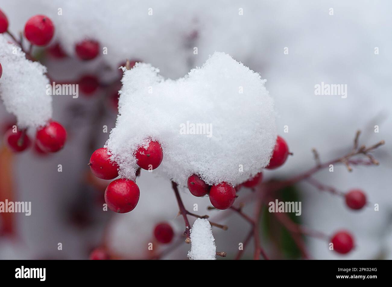 Primo piano dell'arbusto di mirtilli rossi con sotto la neve dopo una tempesta di neve Foto Stock