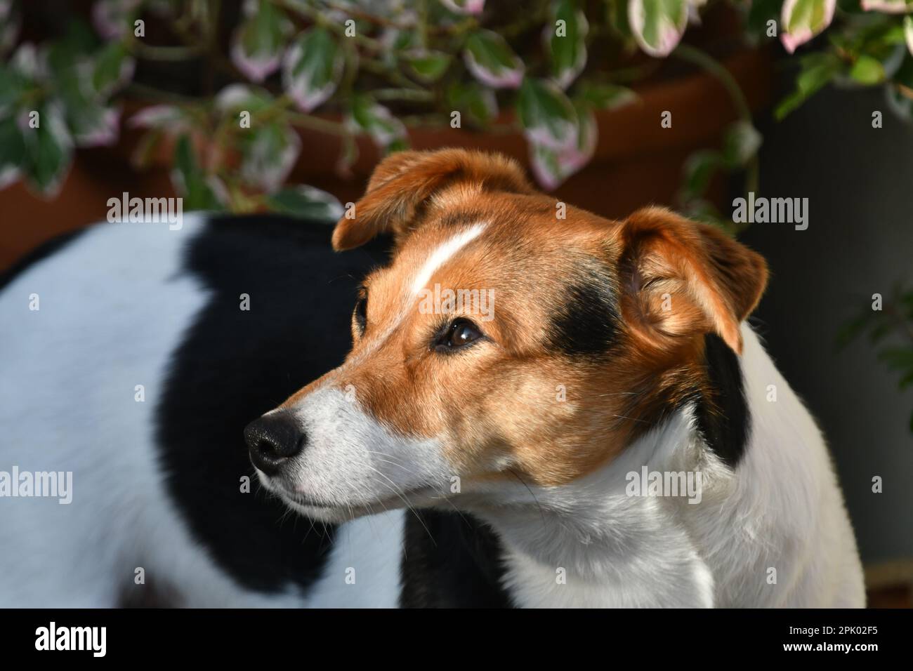 Primo piano ritratto di un Jack Russell terrier, marrone bianco e nero a colori, guardando alla sua destra Foto Stock