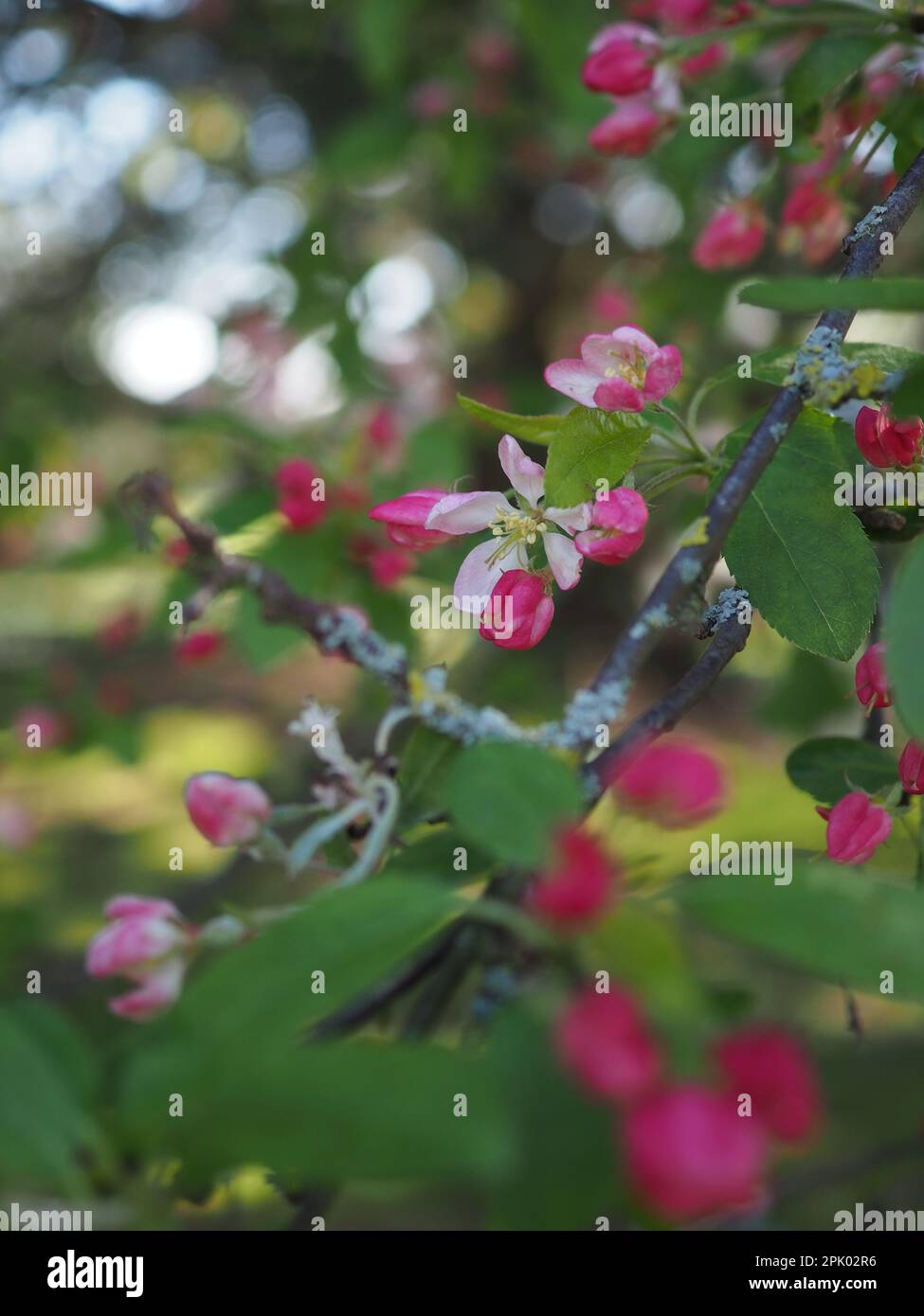 Primo piano della fioritura primaverile rosa, forse la fioritura delle mele, che si apre su un ramo di alberi ricoperto di licheni con foglie verdi fresche e luce bokeh dietro Foto Stock