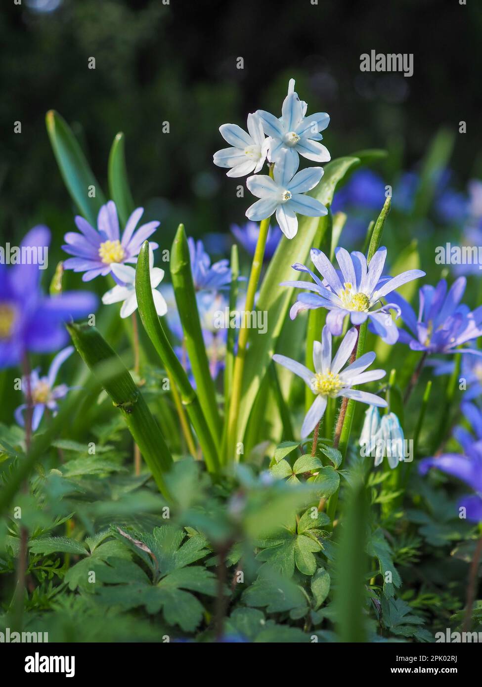 Primo piano dei deliziosi fiori di Puschkinia scilloides var. Libanotica (squill a strisce) che si illumina in un fascio di luce solare circondato da anemoni primaverili Foto Stock