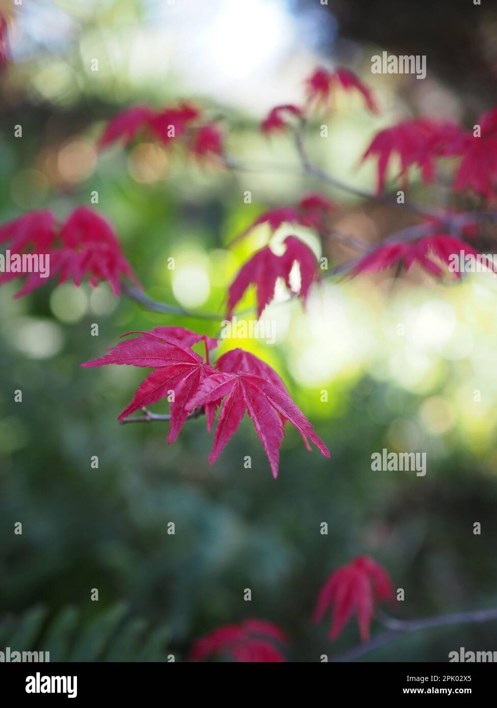 Macro di Acer palmatum rosso emergente (acero giapponese, varietà sconosciuta) foglie contro uno sfondo bokeh in primavera producendo un effetto calmante, astratto Foto Stock