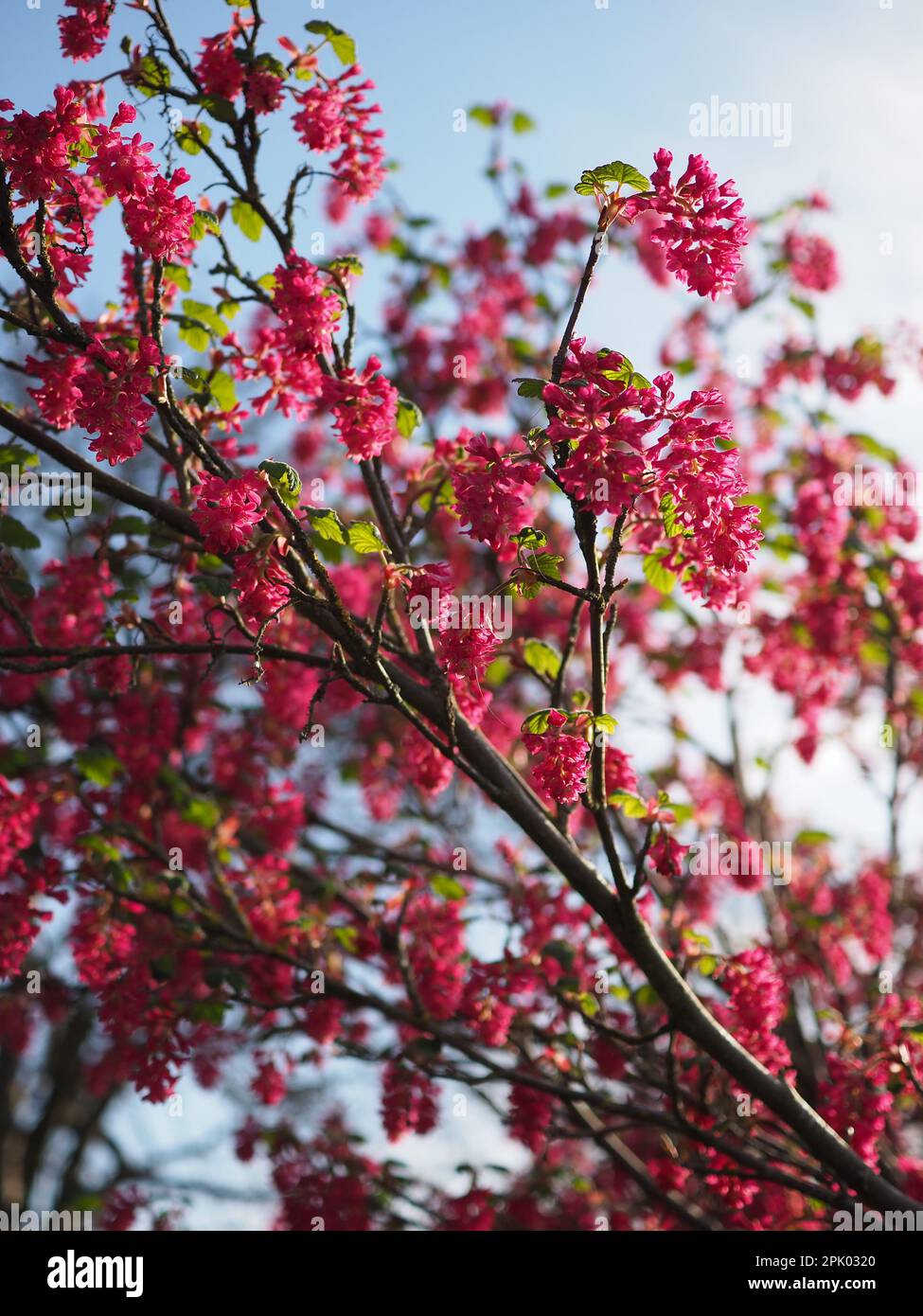 Il fiore rosa/rosso del ribes fiorito (Ribes sanguineum), un fiore rosso o un ribes invernale che fiorisce all'inizio della primavera Foto Stock