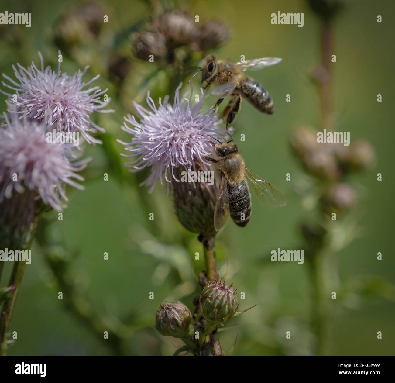 apicoltura selvatica fauna animale insetti biodiversità saarland germania declino miele apicoltura nettare impollinazione Foto Stock