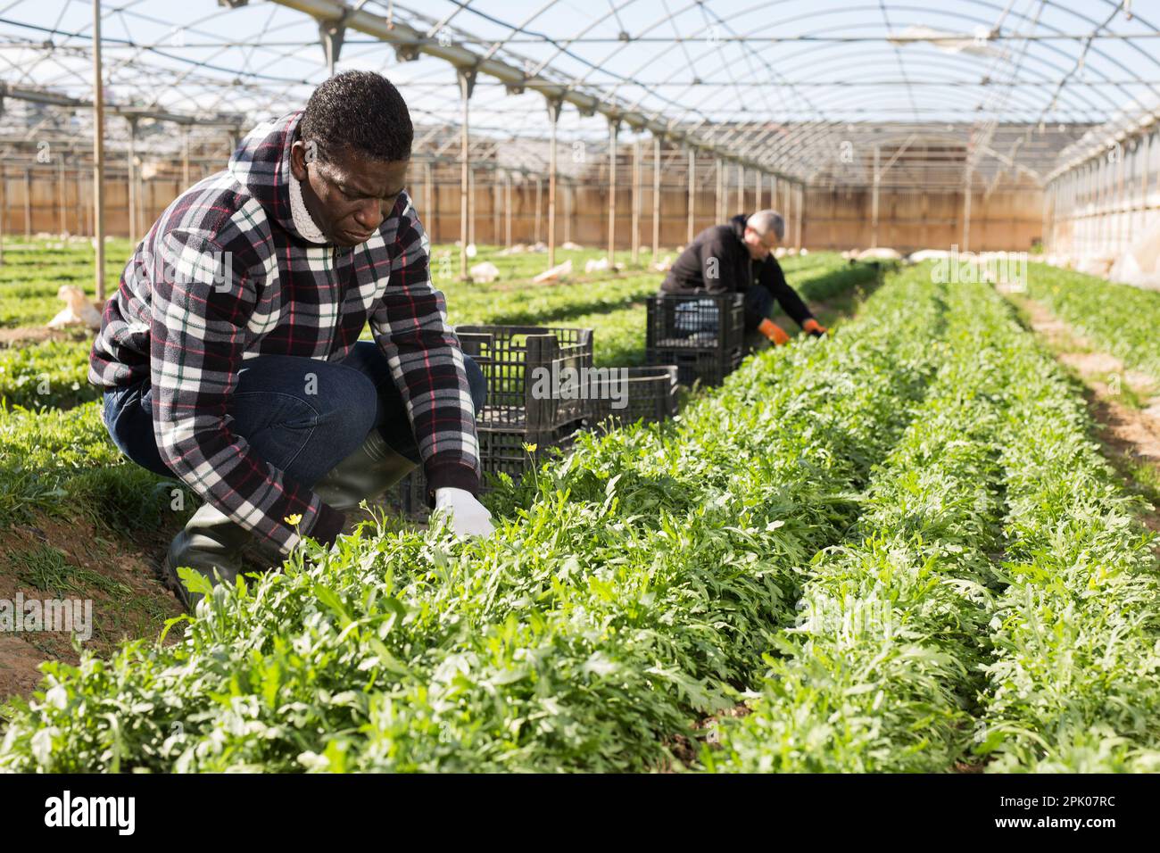 Contadino afroamericano che raccoglie rucola Foto Stock