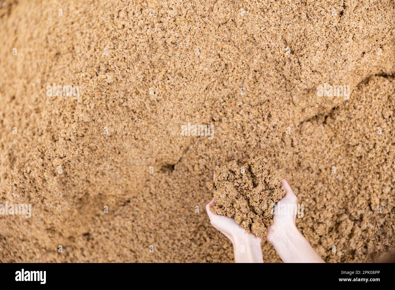 Manciata di bagasse di birra nelle mani di una femmina contadina Foto Stock