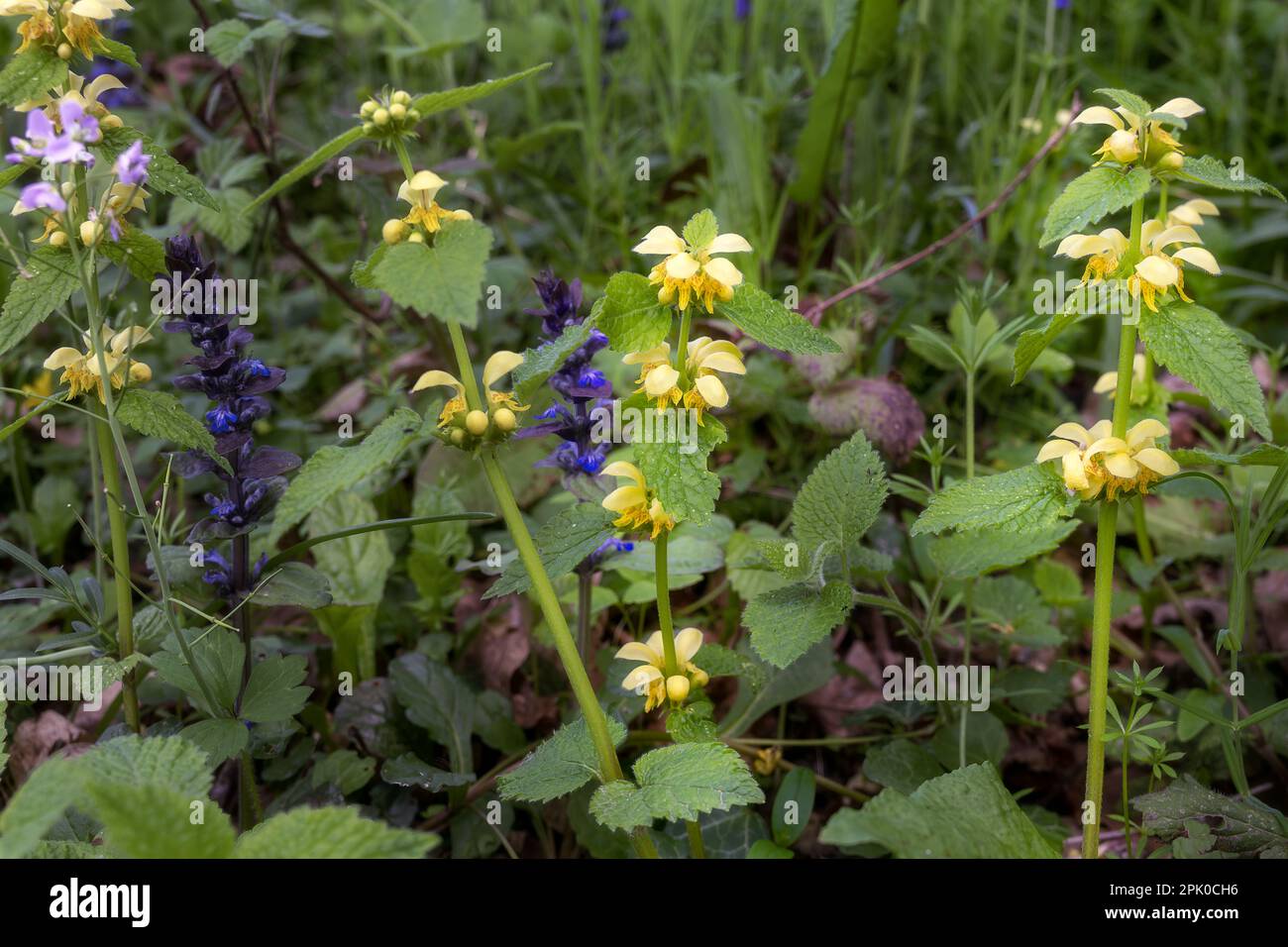 Lamium galeobdolon o nettle gialle morte in primavera, primo piano Foto Stock