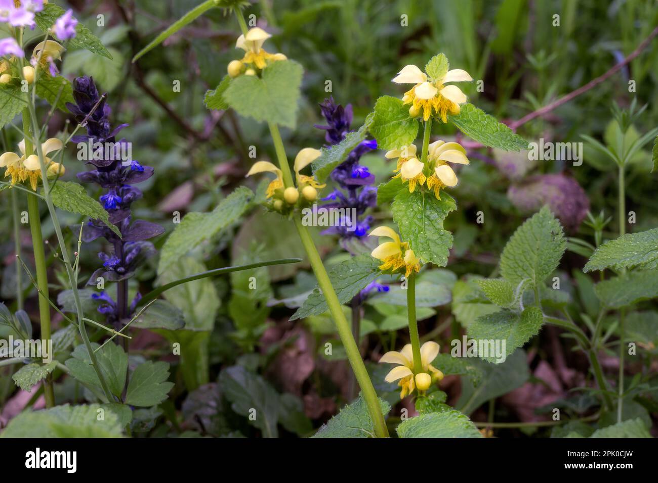 Lamium galeobdolon o nettle gialle morte in primavera, primo piano Foto Stock