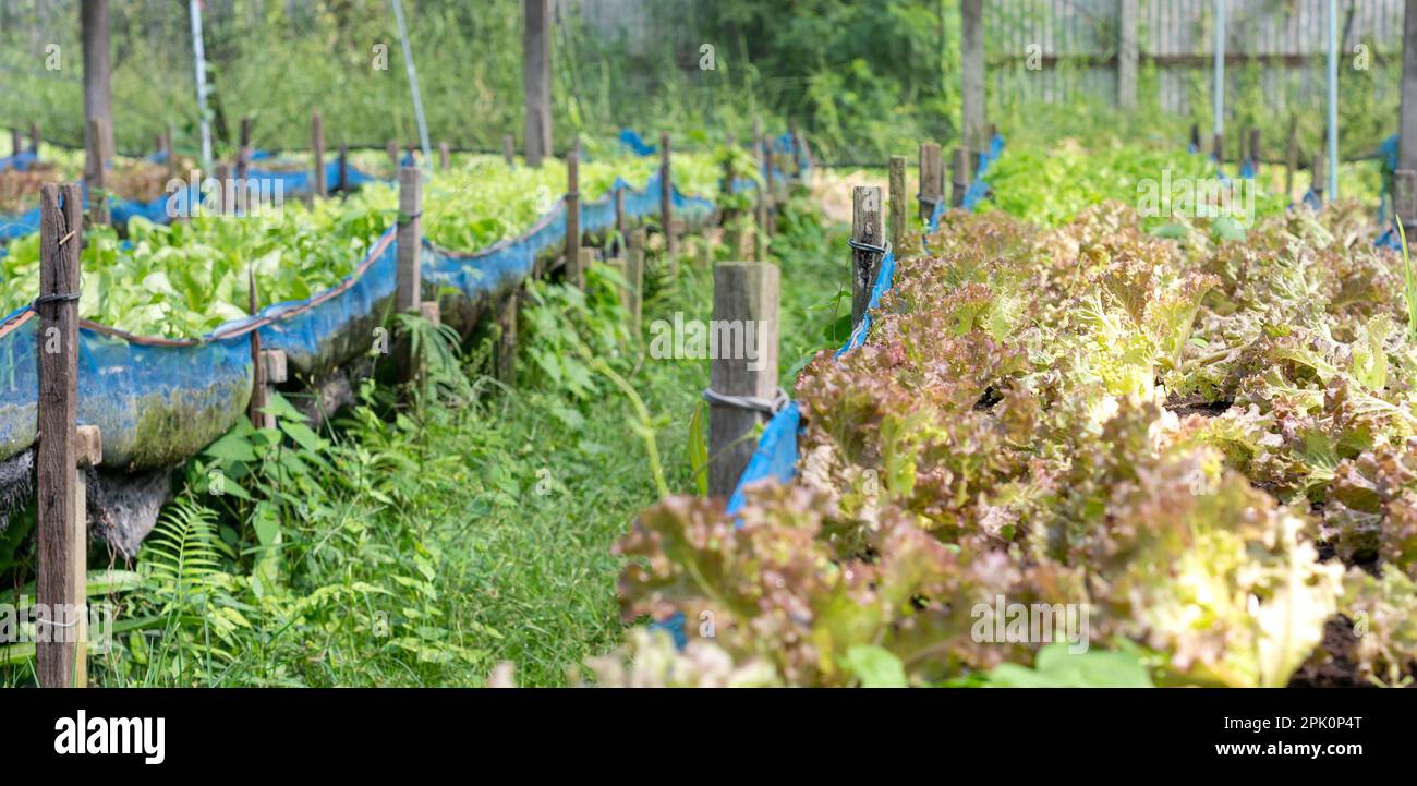 Lattuga Verde cruda cresce nel suolo con l'Agricoltura biologica moderna Agro-industriale. Foto Stock