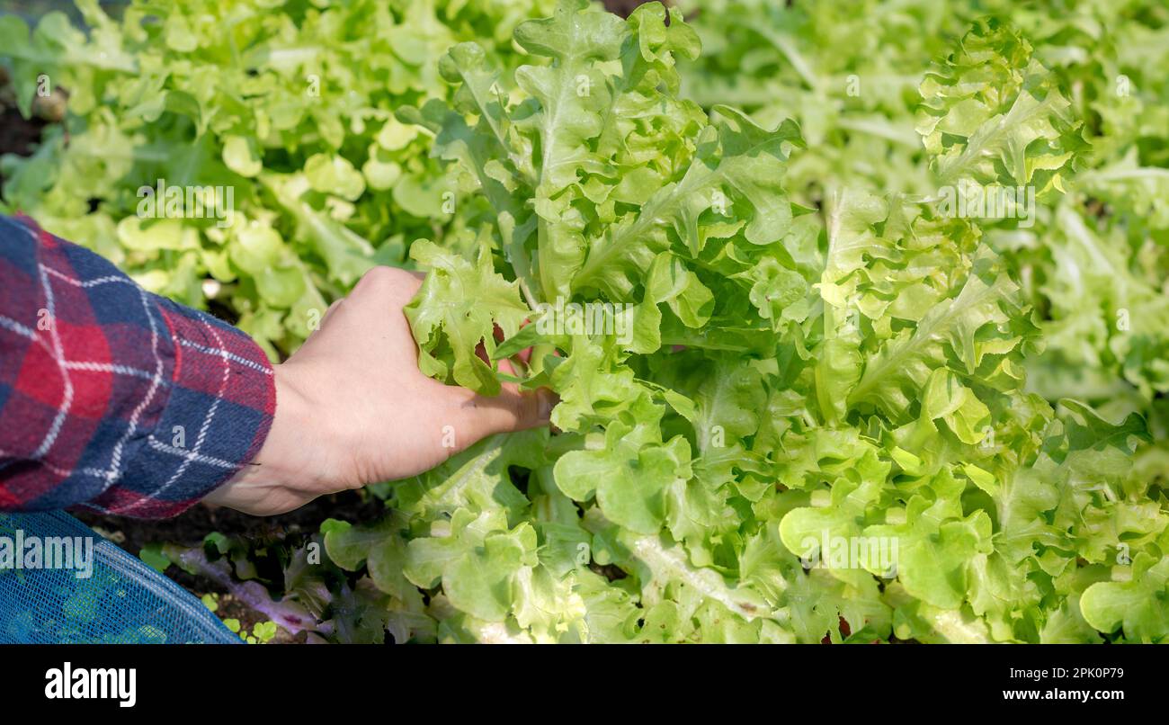 Primo piano femmina mano che tiene verdure fresche verde Lettuce da un orto biologico fattoria. Per la raccolta di piante idroponiche e il concetto di alimenti biologici sani. Foto Stock