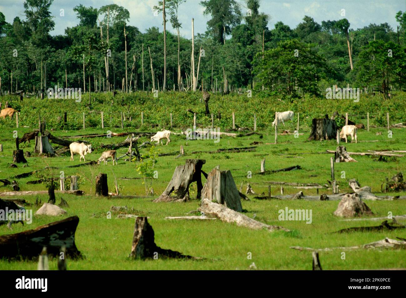 Bestiame che pascolava su una foresta pluviale tropicale pulita con i ceppi di alberi rimanenti, regione amazzonica, Para, Brasile. Il bestiame emette gas a effetto serra (principalmente metano) che contribuiscono al riscaldamento globale. Foto Stock