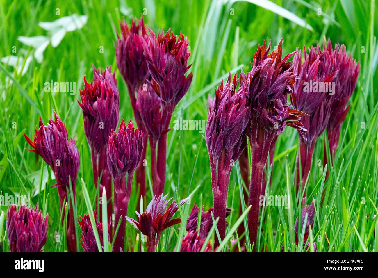 Primavera germogli Green Red Peony aprile nuovi germogli che crescono in erba Primavera stagione Giardino Paeonia spara peonie in erba germogliare all'inizio della primavera piante crescita Foto Stock