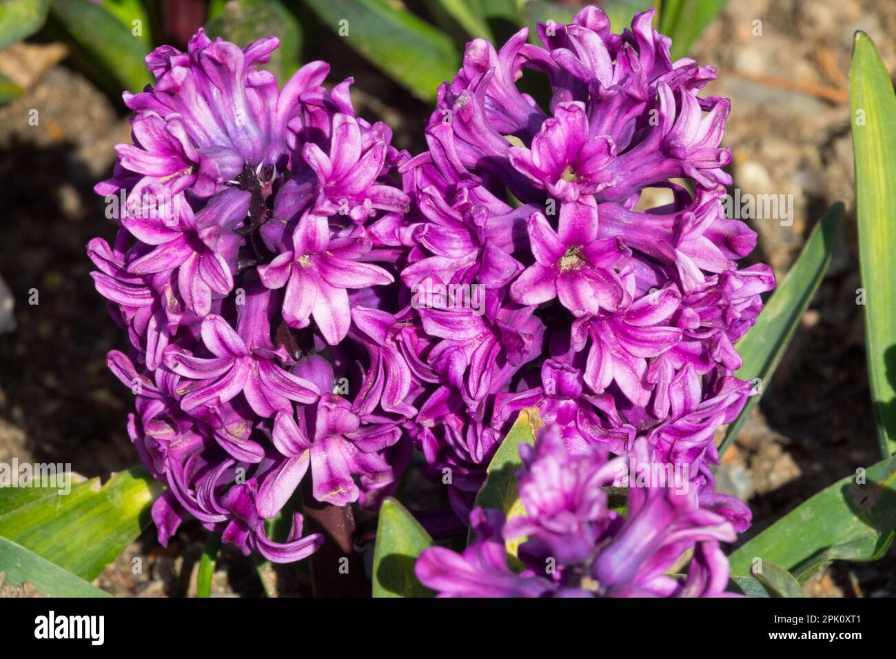 Hyacinthus orientalis Miss Saigon fiore Foto Stock