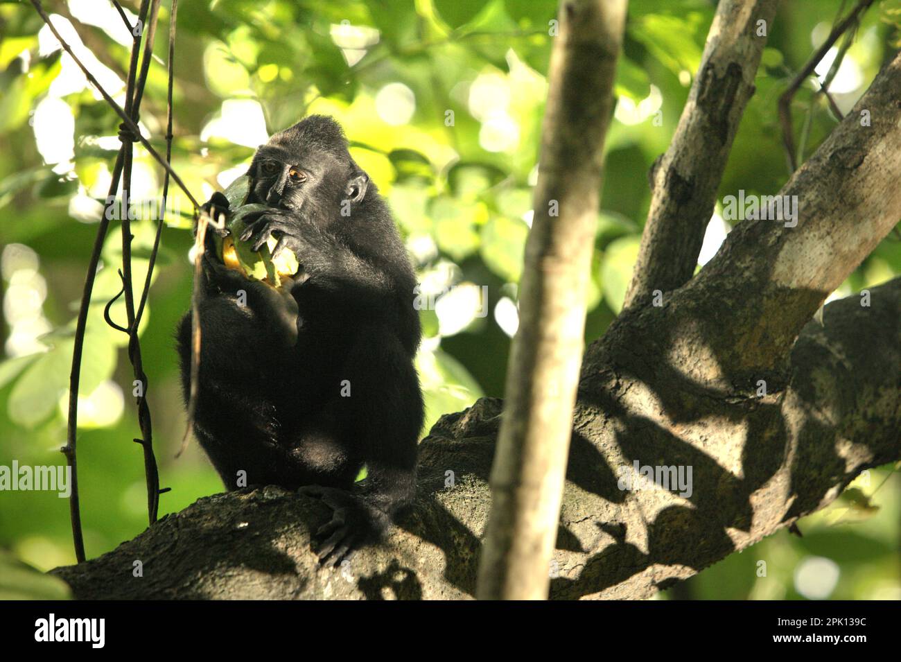 Un macaco di Sulawesi con cresta nera (Macaca nigra) si nutre di frutta nella Riserva Naturale di Tangkoko, Sulawesi settentrionale, Indonesia. La protezione della fauna selvatica in tutto il mondo potrebbe migliorare in modo significativo la cattura e lo stoccaggio del carbonio naturale sovraricando i pozzi di carbonio dell'ecosistema, secondo Oswald J. Schmitz, professore di ecologia della popolazione e della comunità presso la Yale School of the Environment, come pubblicato il Phys.Org il 28 marzo 2023. "Le specie animali, durante tutta la loro interazione con l'ambiente, sono il legame mancante tra biodiversità e clima", afferma Schmitz. "Questa interazione significa... Foto Stock